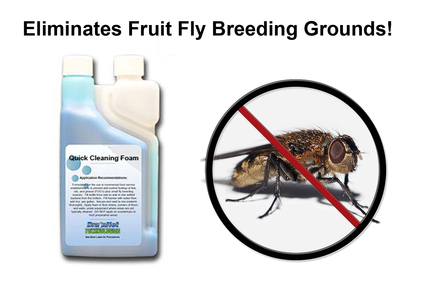 How to get rid of fruit flies – Queen of Clean